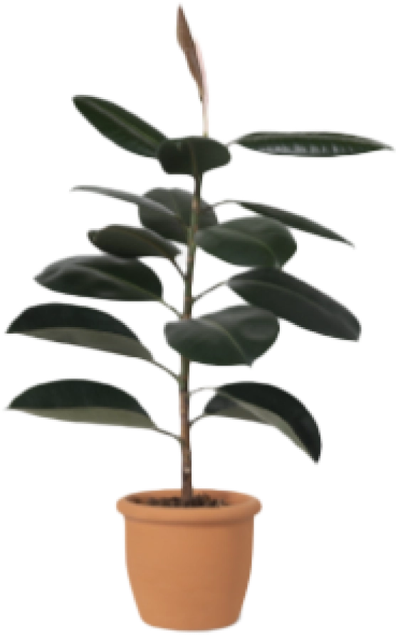 Rubber Plant